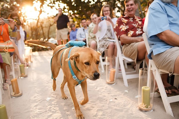 dog ring bearer outfit