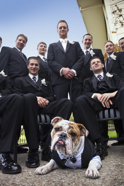 funny dog wedding