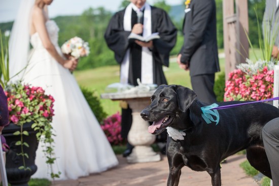 dog wedding ideas video