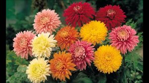 Summer Flower Bouquets - Chrysanthemums