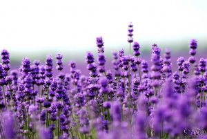 Summer Flower Bouquets - Lavender