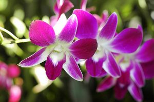 Summer Flower Bouquets - Singapore Orchids