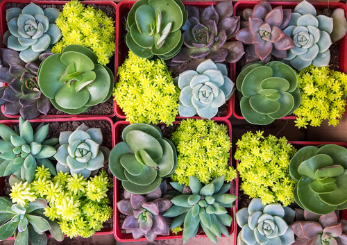 Beautiful succulents