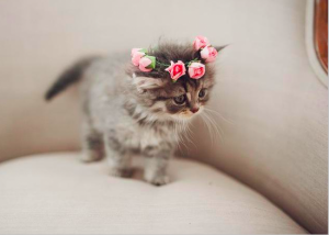 cat flower crown wedding DIY with instructions