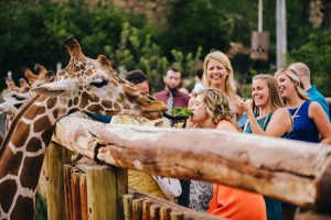 Colorado Springs wedding video - giraffe 